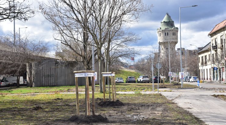 Faültetés a IV. kerületi Árpád úton (Fotó: Főkert) 5 (1).jpg