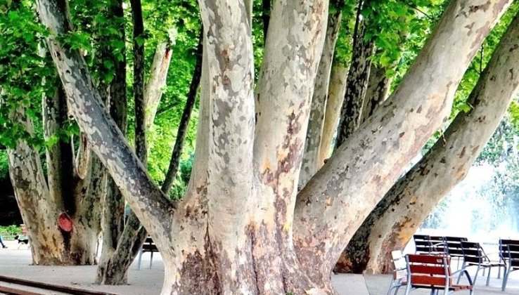 176556_fatar5ny.jpg 176556_fatar5ny.jpg