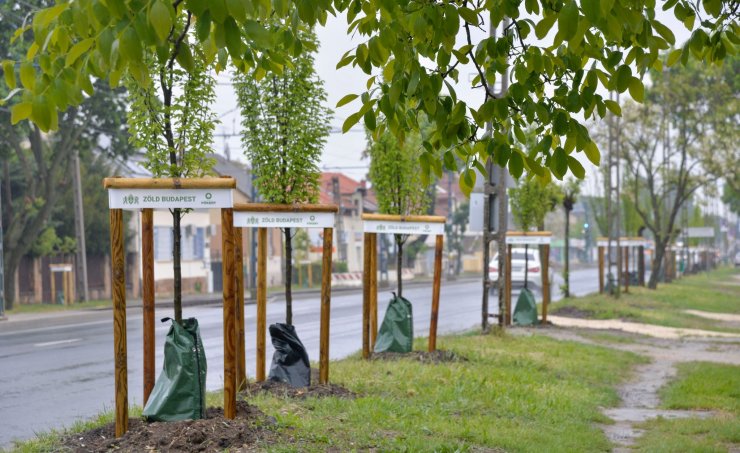 Megújultak a fasorok (Fotó: Főkert) 438759462_833034148856842_8775383394039204112_n (1).jpg