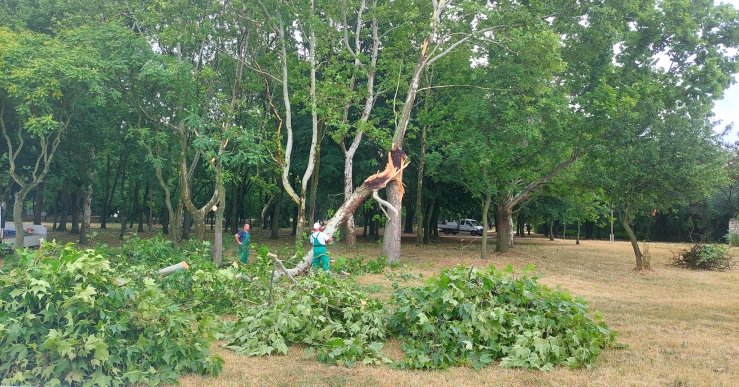 A vihar után balesetmentesítést végeztek az Óbudai-szigeten (Fotó: Főkert) 526178246_1156534903173430_9206101579235244392_n (1).jpg