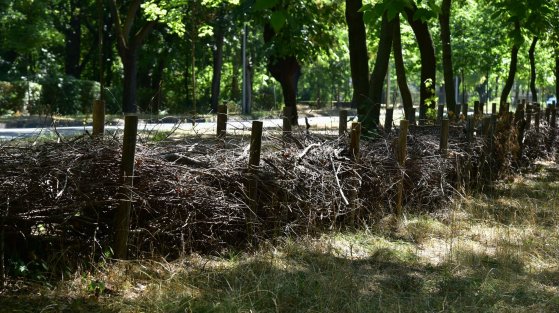 Holtfasövényt építettek a Népligetben (Fotó: Főkert) 532450633_1170149071812013_8228644123936329790_n (1).jpg