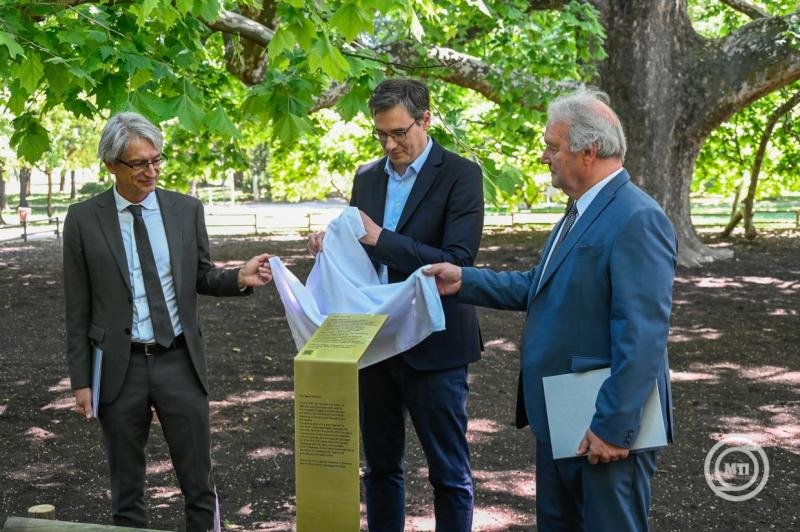 Pósfai Mihály, a Magyar Tudományos Akadémia (MTA) elnöke (b), Karácsony Gergely főpolgármester (k) és Freund Tamás, a Magyar Tudományos Akadémia (MTA) volt elnöke leleplezi a jelző oszlopot a Tudomány Fája címet elnyert margitszigeti ősplatánnál az avató D_MTZ20260608016.jpg