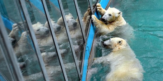 158108_jegesmedve.jpg 158108_jegesmedve.jpg