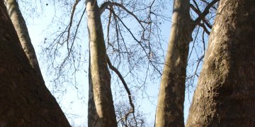 170454_hetvezer_platan_3.jpg