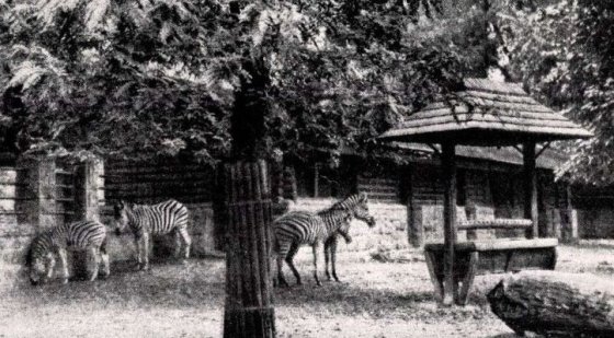 175196_allatkert_9._az_1931-ben_epult_afrika_istallo_benne_a_zebrakkal_1944-ben._termeszet_1944._julius_15ny.jpg 175196_allatkert_9._az_1931-ben_epult_afrika_istallo_benne_a_zebrakkal_1944-ben._termeszet_1944._julius_15ny.jpg